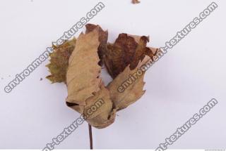 Leaves Dead 0058